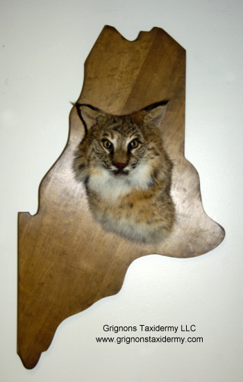 bobcat mount by Reimond Grignon